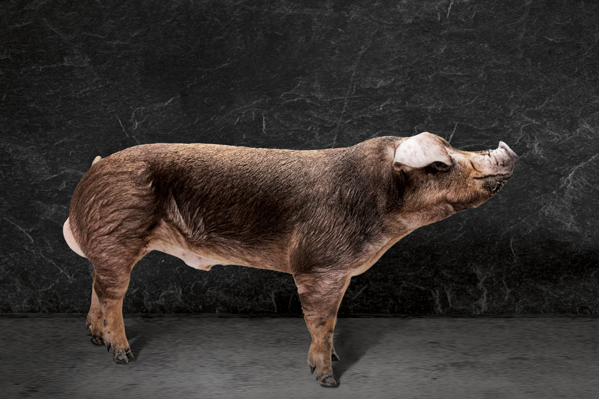 Topigs Norsvin TN Duroc IMF