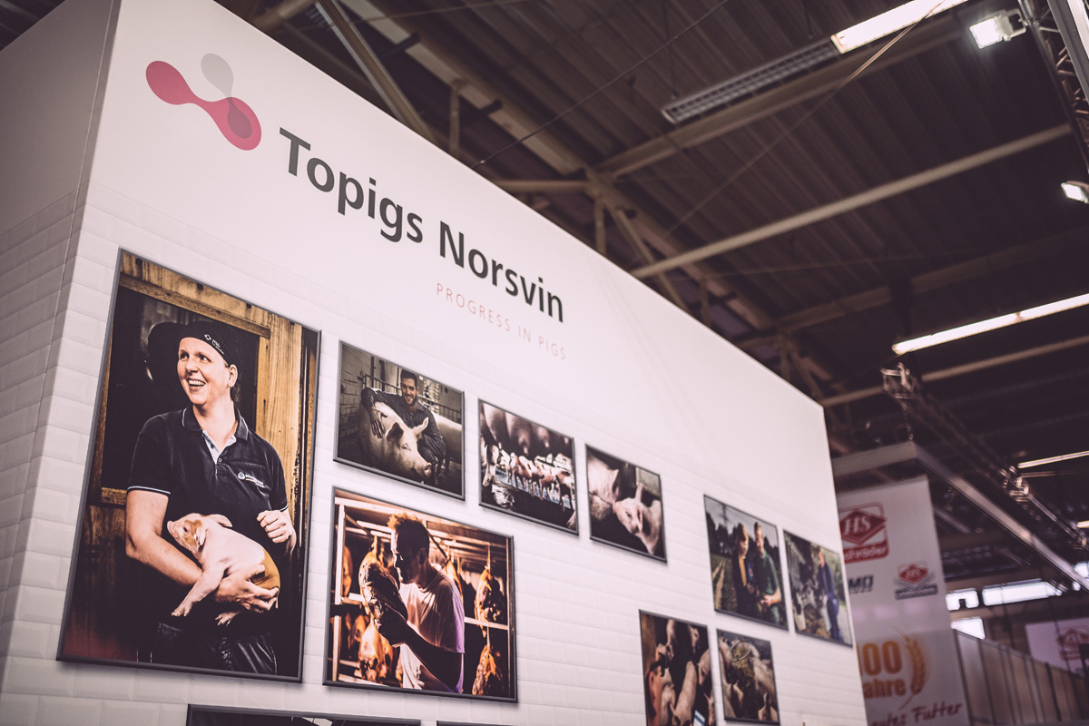 Topigs Macher - Topigs Messestand