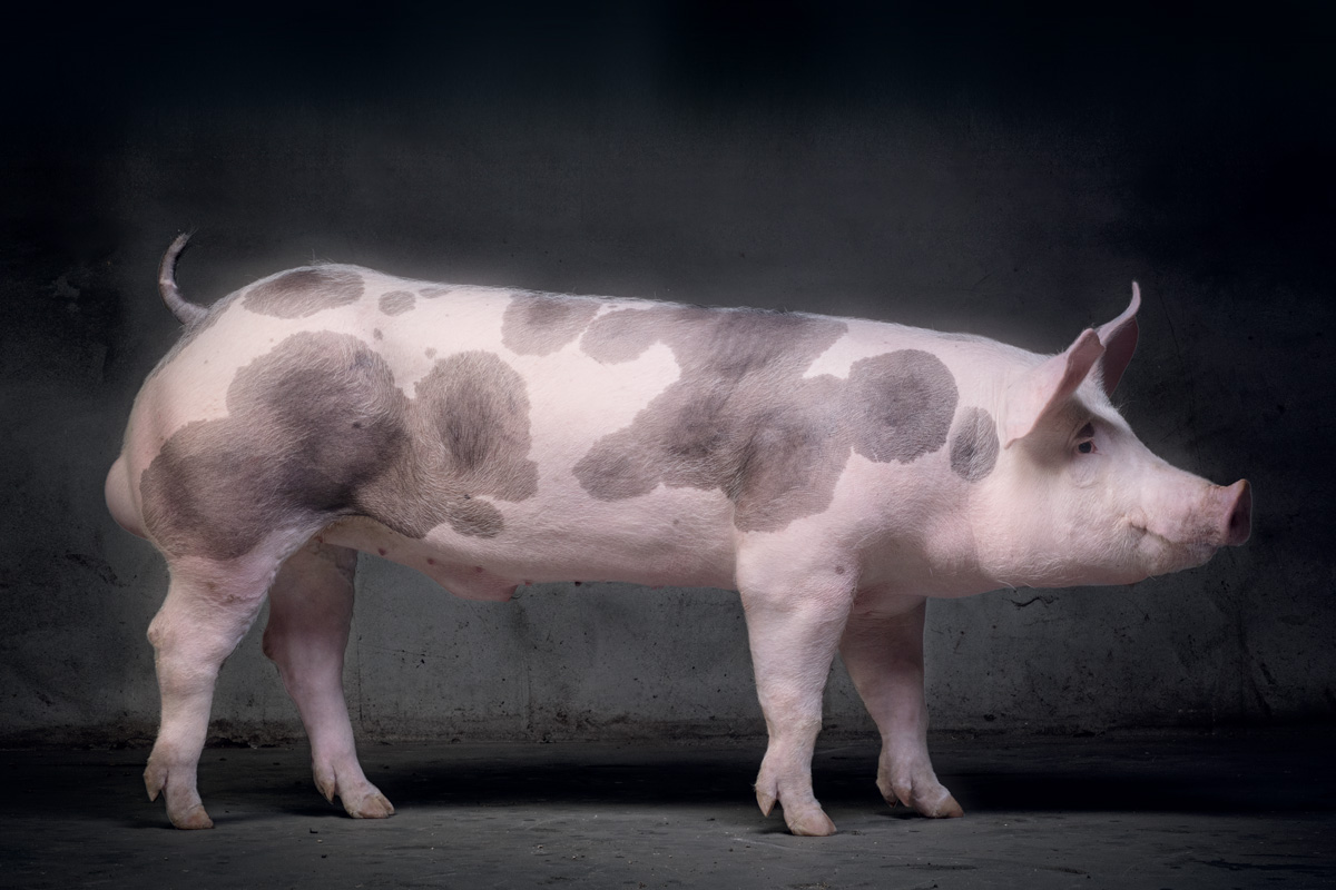 Topigs Norsvin TN Pietrain